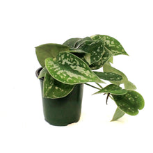 Load image into Gallery viewer, Pothos, 3.5in, Silver Satin