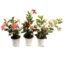 Load image into Gallery viewer, Mandevilla, 4in