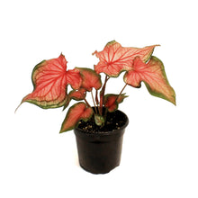 Load image into Gallery viewer, Caladium, 4in, Bicolor