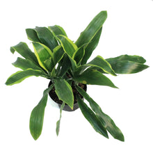 Load image into Gallery viewer, Dracaena, 6in, Carmen Art