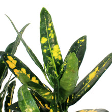 Load image into Gallery viewer, Croton, 6in, Sunny Star