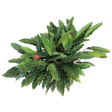 Load image into Gallery viewer, Calathea, 10in, Wave Star