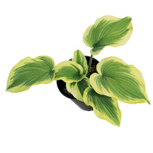 Load image into Gallery viewer, Hosta, 2 gal, Drop Dead