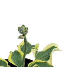 Load image into Gallery viewer, Hosta, 5in, Mini Skirt