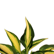 Load image into Gallery viewer, Hosta, 5in, Lakeside Little Tuft