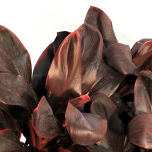 Load image into Gallery viewer, Cordyline, 10in, Rolly