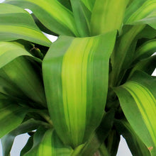Load image into Gallery viewer, Dracaena, 10in, Frangrass Mass Cane