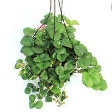 Load image into Gallery viewer, Fruit, 11in, Strawberry Hanging Basket