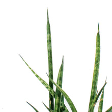 Load image into Gallery viewer, Sansevieria, 5in, Fernwood/Mikado