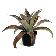 Load image into Gallery viewer, Mangave, 6in, Mission To Mars