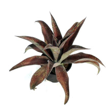 Load image into Gallery viewer, Mangave, 6in, Mission To Mars