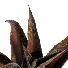 Load image into Gallery viewer, Mangave, 6in, Mission To Mars