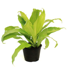 Load image into Gallery viewer, Dracaena, 6in, Limelight