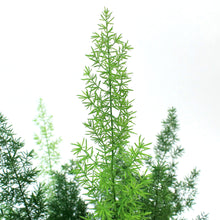 Load image into Gallery viewer, Fern, 6in, Aspargus Meyerii