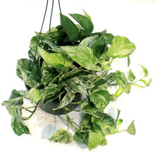 Load image into Gallery viewer, Pothos, 10in, Marble Queen, Hanging Basket