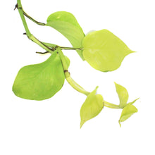 Load image into Gallery viewer, Pothos, 10in, Neon, Hanging Basket