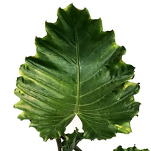 Load image into Gallery viewer, Alocasia, 14in, Portora
