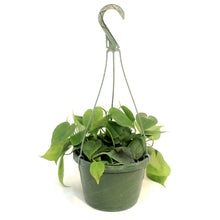 Load image into Gallery viewer, Philo, 8in HB, Cordatum