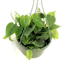 Load image into Gallery viewer, Philo, 8in HB, Cordatum