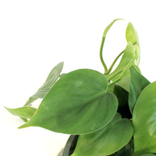 Load image into Gallery viewer, Philo, 8in HB, Cordatum