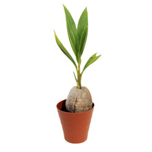 Load image into Gallery viewer, Palm, 6in, Coconut, Green Malayan Dwarf