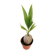 Load image into Gallery viewer, Palm, 6in, Coconut, Green Malayan Dwarf