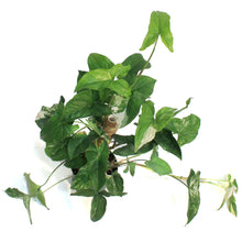 Load image into Gallery viewer, Syngonium, 6in, Albo Variegata, Rare Totem