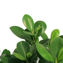 Load image into Gallery viewer, Ficus, 8in, Malcome Braid