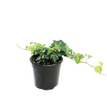 Load image into Gallery viewer, Ivy, 4in, Golden Ignot