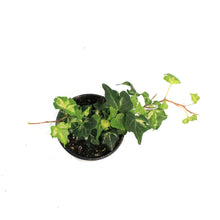 Load image into Gallery viewer, Ivy, 4in, Golden Ignot