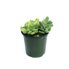Load image into Gallery viewer, Succulent, 4in, Cotyledon Bear's Paw, Lemon Stripe
