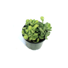 Load image into Gallery viewer, Succulent, 4in, Cotyledon Bear's Paw, Lemon Stripe