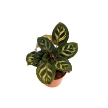 Load image into Gallery viewer, Calathea, 2.5in, Makoyana