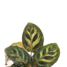 Load image into Gallery viewer, Calathea, 2.5in, Makoyana