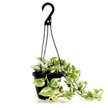 Load image into Gallery viewer, Pothos, 6.5in HB, Pearls & Jade