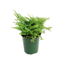 Load image into Gallery viewer, Fern, 3.5in, Fluffy Ruffle