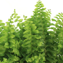 Load image into Gallery viewer, Fern, 3.5in, Fluffy Ruffle