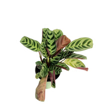 Load image into Gallery viewer, Calathea, 3.5in, Burle Maxii