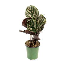 Load image into Gallery viewer, Calathea, 3.5in, Ornata