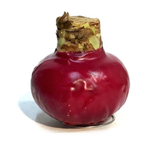 Load image into Gallery viewer, Amaryllis Jumbo XXL, Waxed, Red