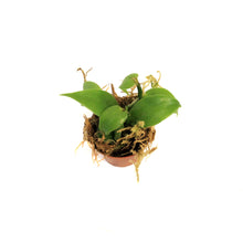 Load image into Gallery viewer, Vanilla Orchid, 2in