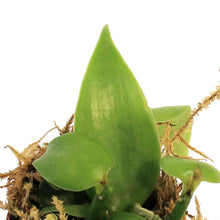 Load image into Gallery viewer, Vanilla Orchid, 2in