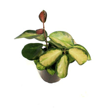 Load image into Gallery viewer, Hoya, 4in, Australis, Tricolor