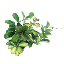 Load image into Gallery viewer, Hoya, 6in, Australis, Tricolor