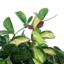 Load image into Gallery viewer, Hoya, 6in, Australis, Tricolor