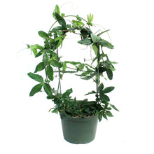 Load image into Gallery viewer, Passion Flower, 6in, Hoop