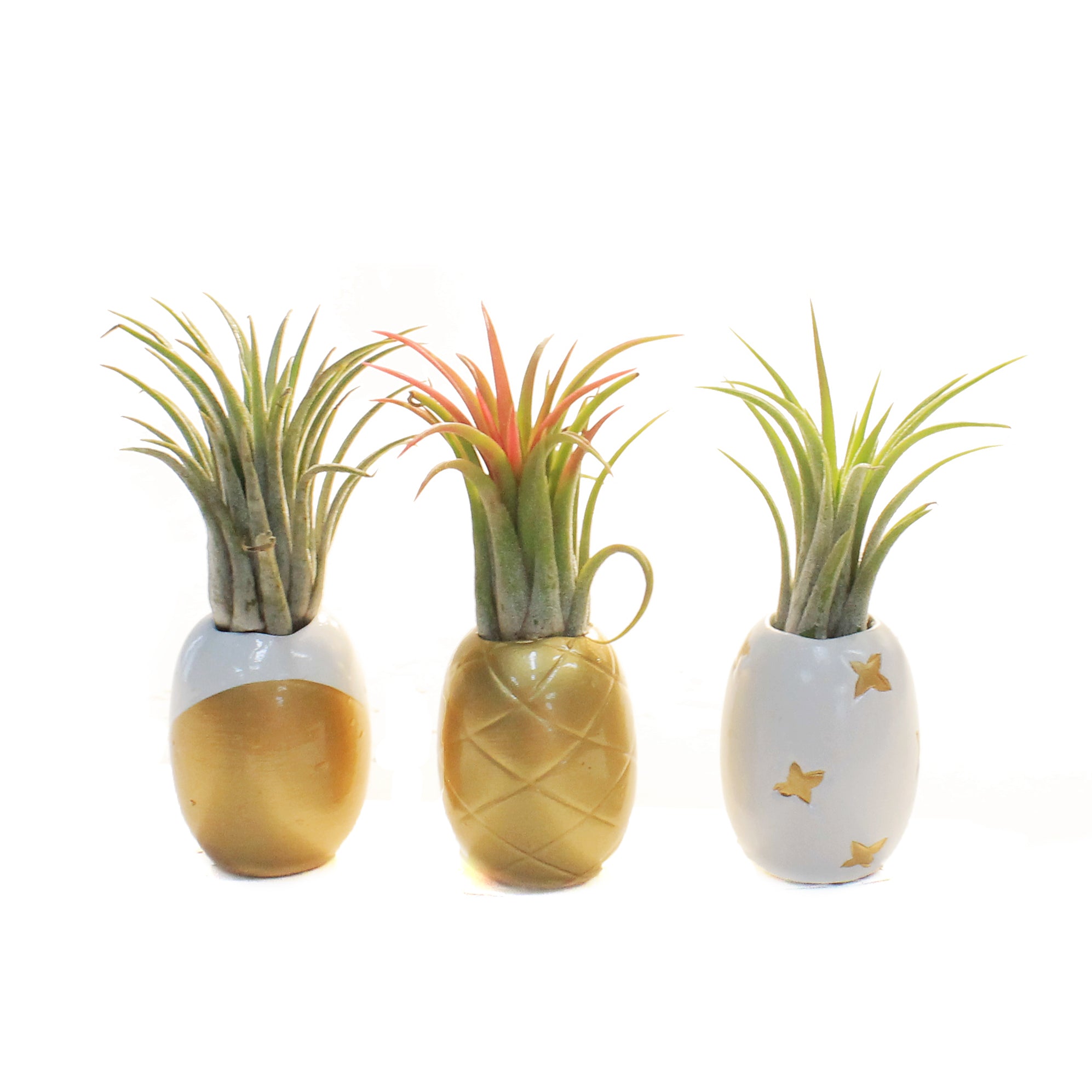 pineapple air plant Pineapple Planter, Air Plant
