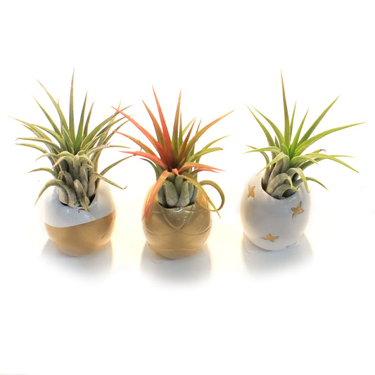 Pineapple Planter, Air Plant