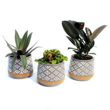 Load image into Gallery viewer, 4in Tropical Assorted In Cork Ceramic