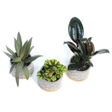 Load image into Gallery viewer, 4in Tropical Assorted In Cork Ceramic